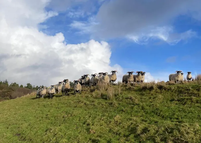Проживание в семье - Shanakeever Farm *